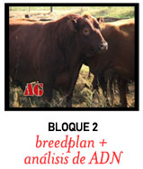 ver video BLOQUE 2