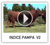 ver video