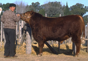 Alfredo Errazu con CSM 6 Radamés