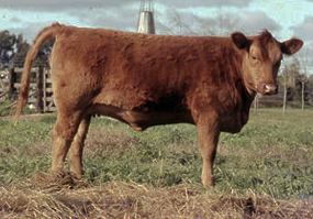CSM 49 Sansón Gift, madre de Yeroviá