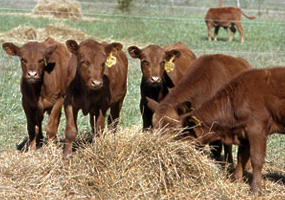 Primeros terneros en crianza artificial