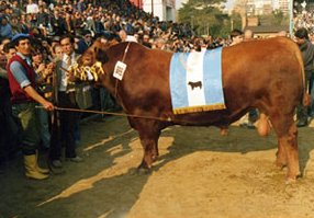 CSM 334 Yeroviá Bicampeón Angus Palermo 89/90