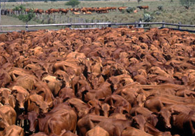 Brangus colorado en Coé Yú, chaco paraguayo
