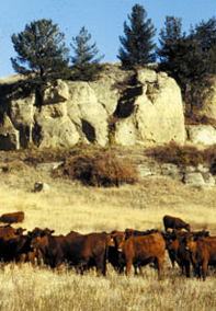 Vaquillonas compradas, en el lugar favorito de Jim Leachman
