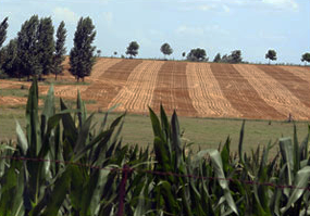 Suelo agrícola