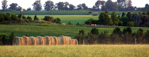 Paso a paso se logró. Noviembre de 2006, Casamú en orden y produciendo.