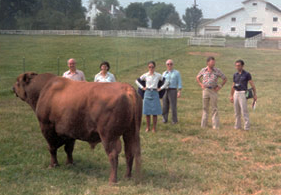 Contemplando a Choctaw Chief 373 en Wilson Farm