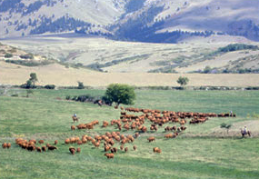 Vientres de Beckton Farm en Wyoming