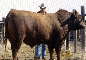 Jim Leachman con su orgullo del momento, Stampeder 60K