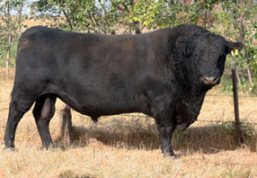 CSM 4144 Adengen, trait leader para Circunsferencia Escrotal, grasa de cobertura y marbling