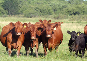 Vacas adultas