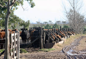 Mejoramiento a corral de la hacienda de venta 80 días previos a los remates