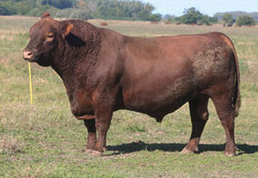 CSM 5960 Nehuén homocigota para los 4 marcadores de terneza