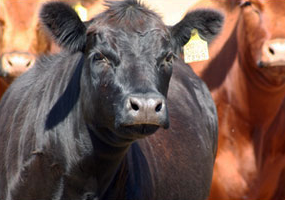 Negra heterocigota hija de Líder