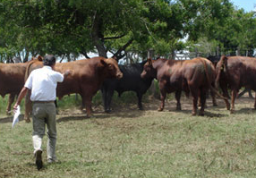 Seleccionando toros en los corrales de encierre