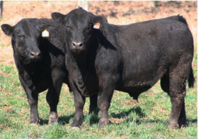 Toritos con evaluación a campo
