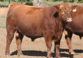 CSM 7824 Hijo de Lihén madre por Rollizo