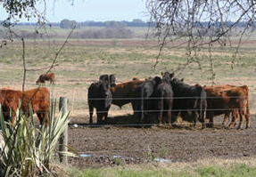 Toritos suplementados con rollo en el mes de julio