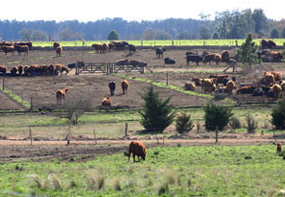 Feedlot casero