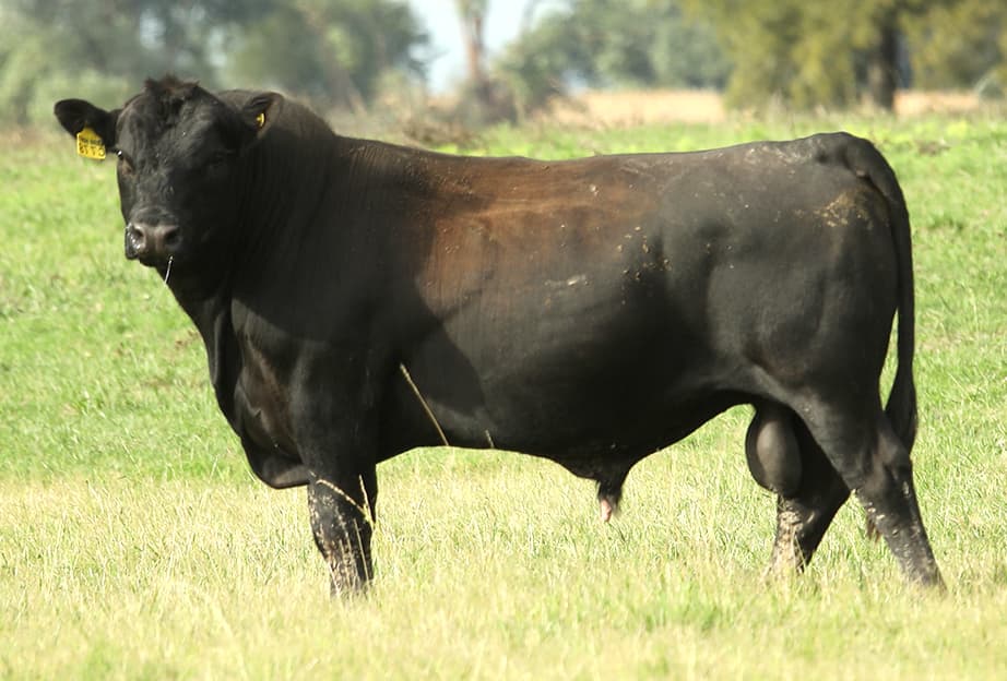 Kamani C778