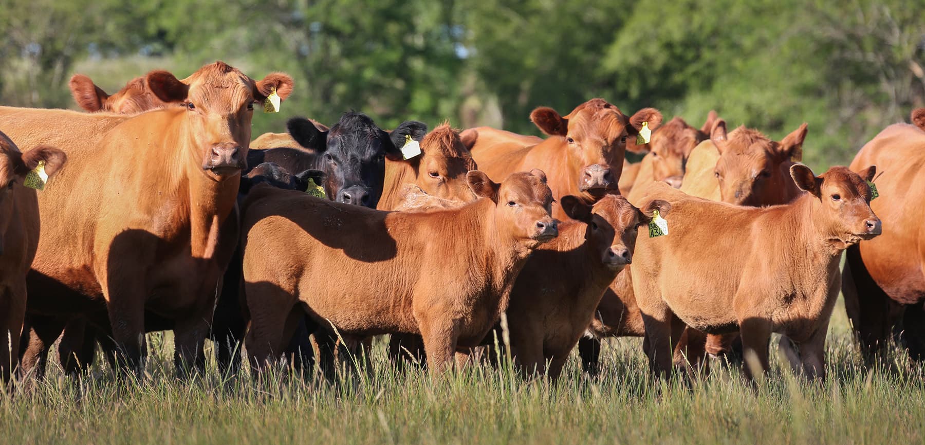 Ganado Angus de Casamú en el campo