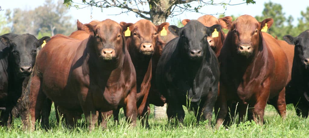 8º Remate de Toros para Vaquillonas
