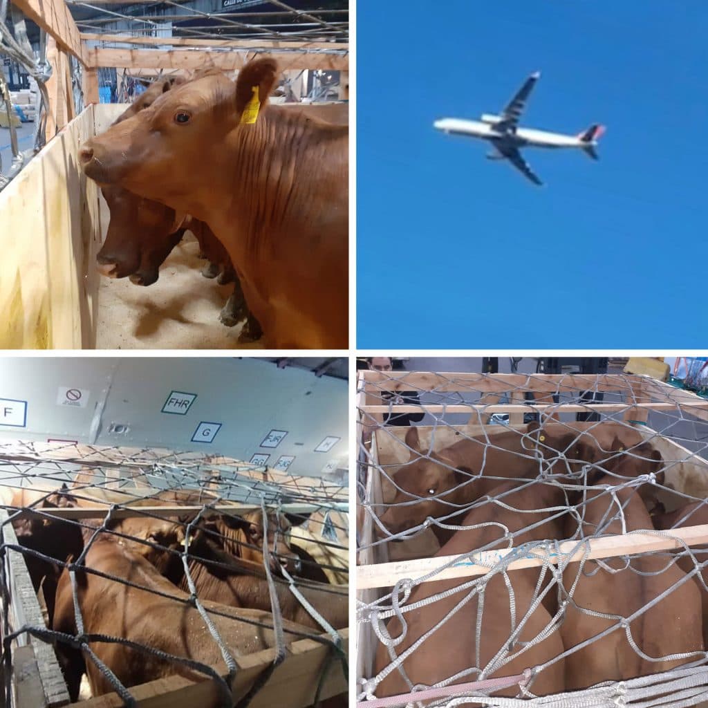 Exportación a Colombia