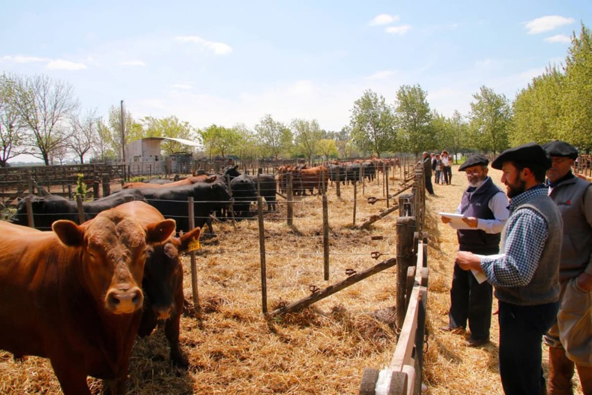 Compradores inspeccionando toros antes del remate