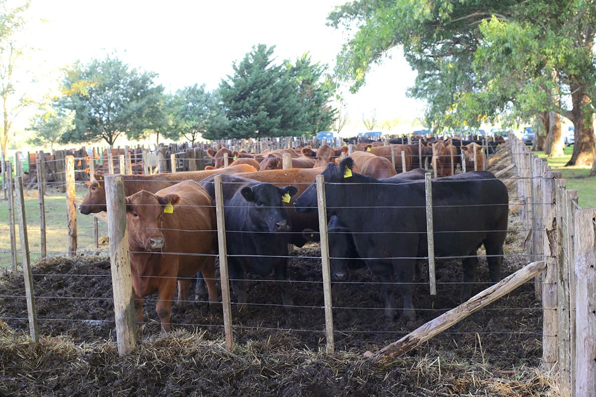 Vaquillonas preñadas de Casamú en el campo