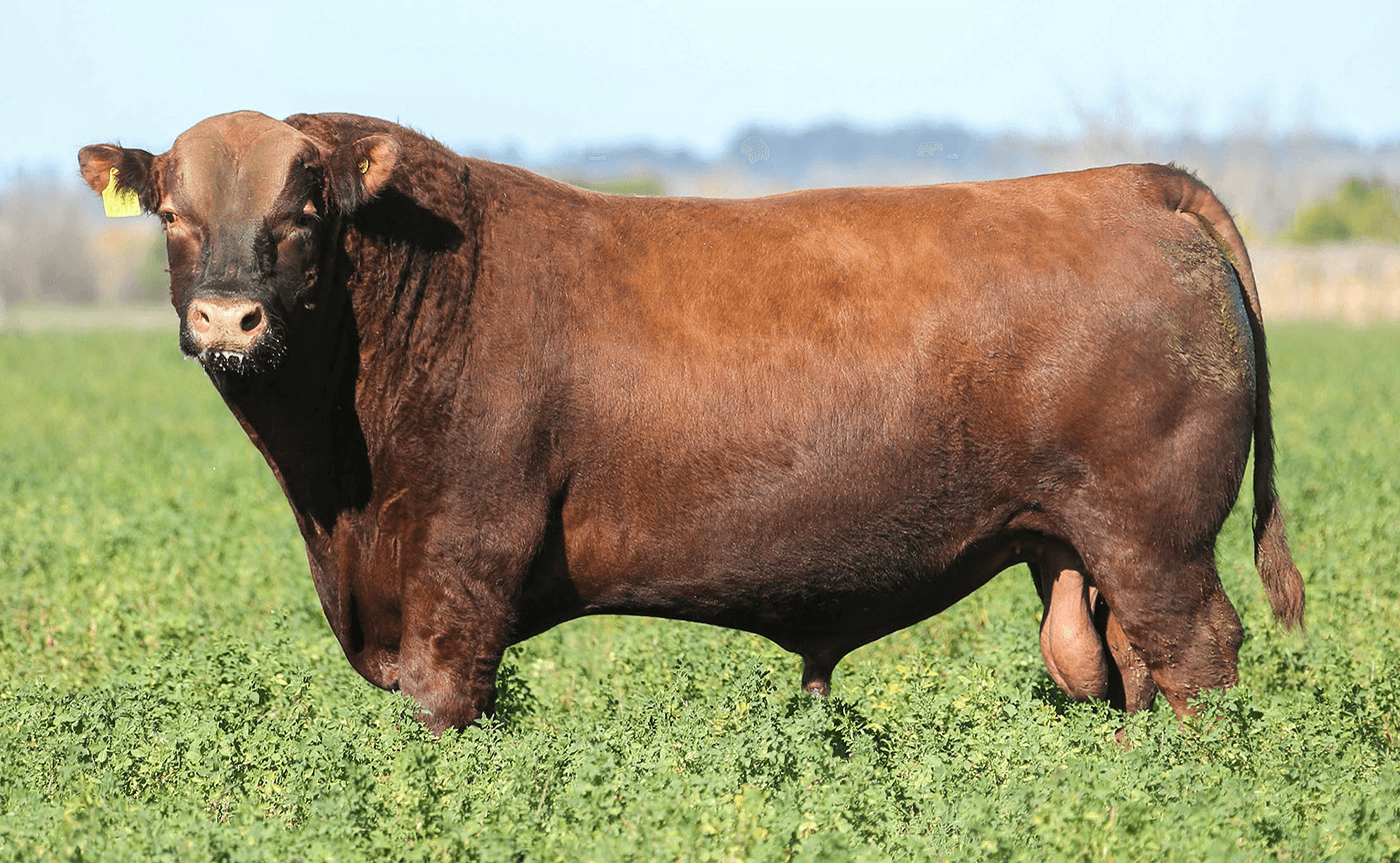 Toro Casamú disponible para venta particular
