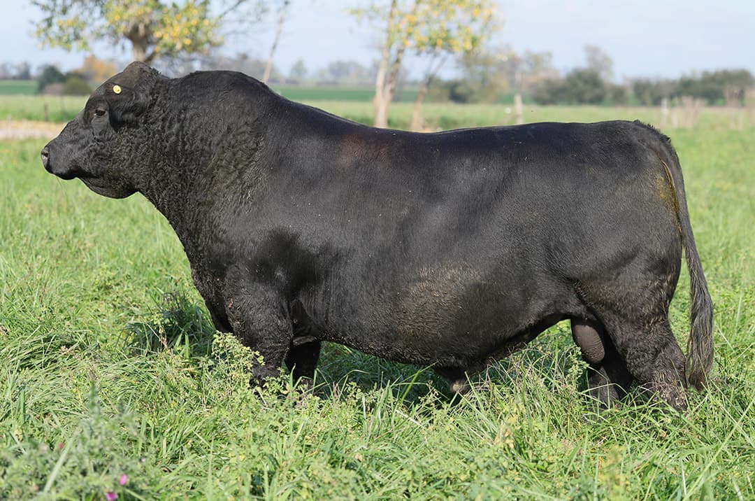 Curarú F342