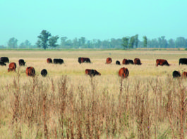 Vacas en campos naturales