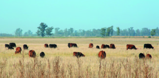 Vacas en campos naturales