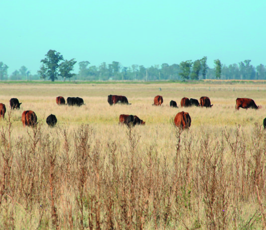 Vacas en campos naturales