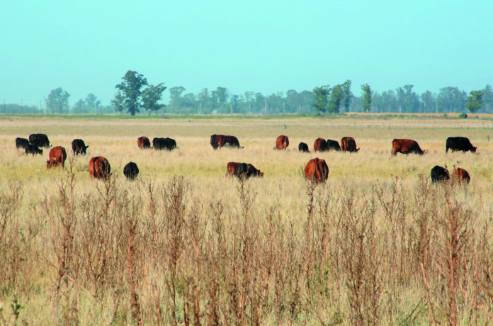 Vacas en campos naturales