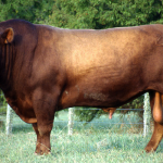 csm224-quantock-casamu