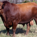 csm334-yerovia-t-e-casamu