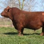 csm3640-rollizo-casamu