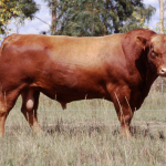 csm410-franckly-chief-casamu