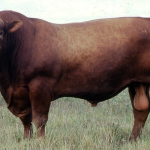 csm426-apolo-casamu