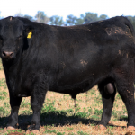 csm6448-alulen-casamu