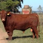 csm7636-nahueltruz-casamu