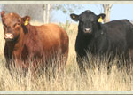 vaca-1