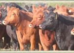 vaca-2