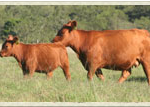 vaca-3