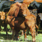 03-casamu