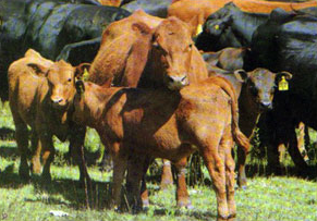 El servicio de preñez se realiza por monta natural; solamente se inseminan vacas vacías del servicio de invierno. La importación del semen es mínima, para abrir lineas de sangre.