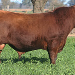 1050-casamu
