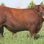 1090-casamu