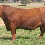 1354-casamu